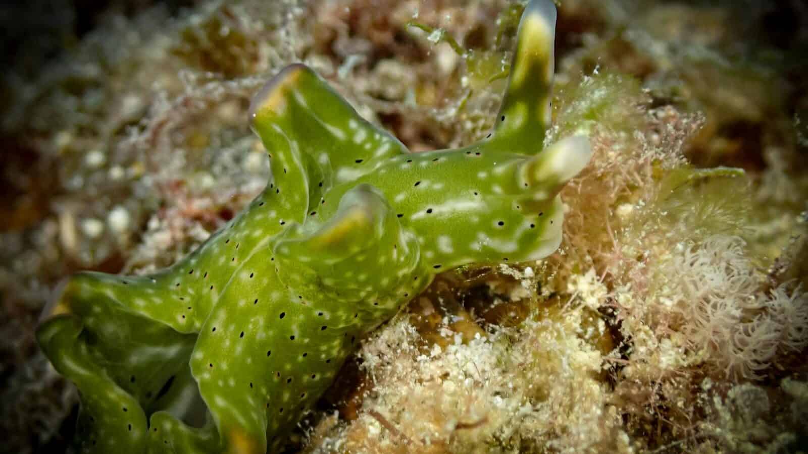 A green sea slug resting on coral, its translucent body covered with green algae that help it harness solar energy.