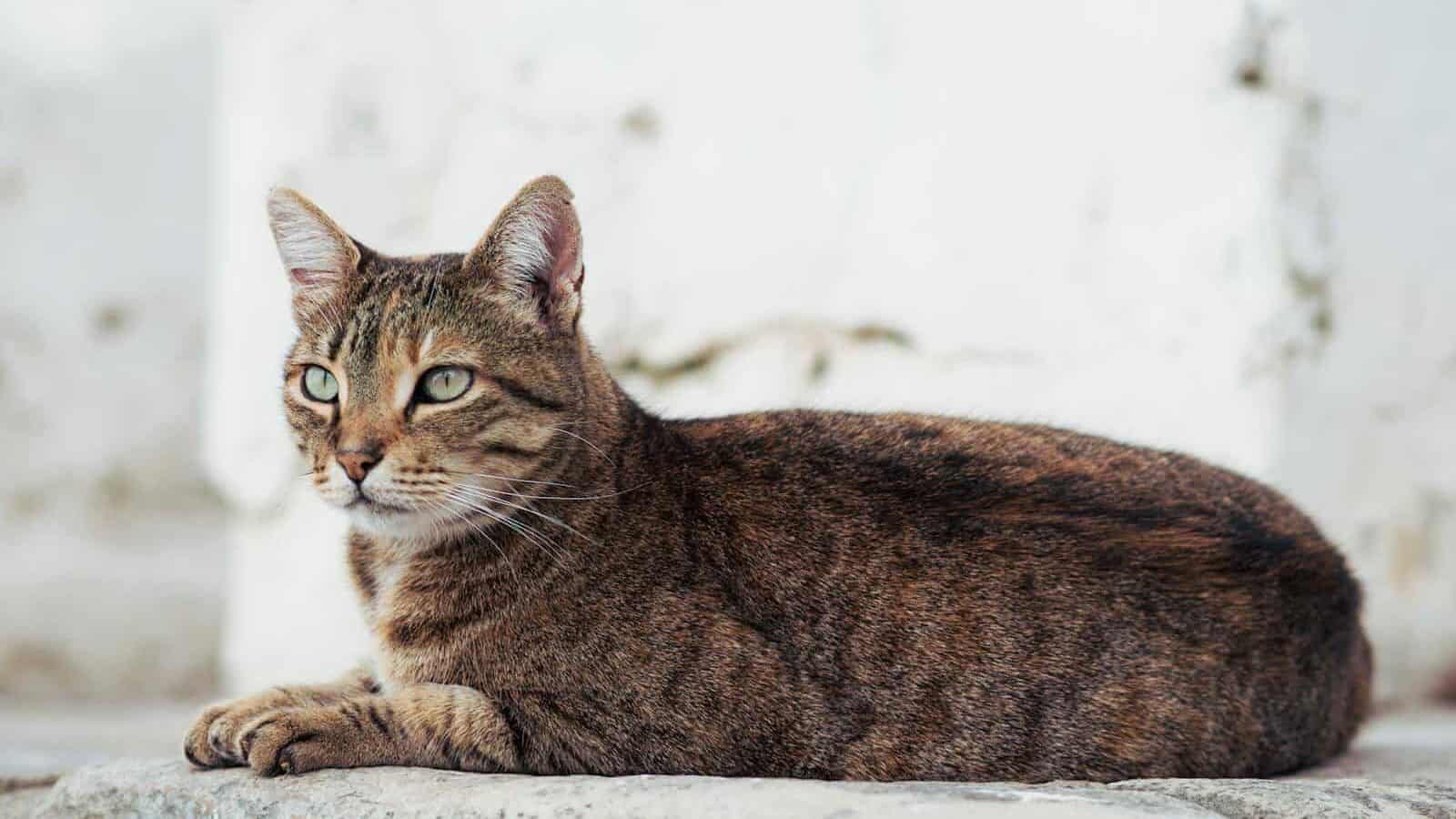  An Egyptian Mau cat with a spotted coat and striking green eyes, resting gracefully on a stone surface with an alert expression