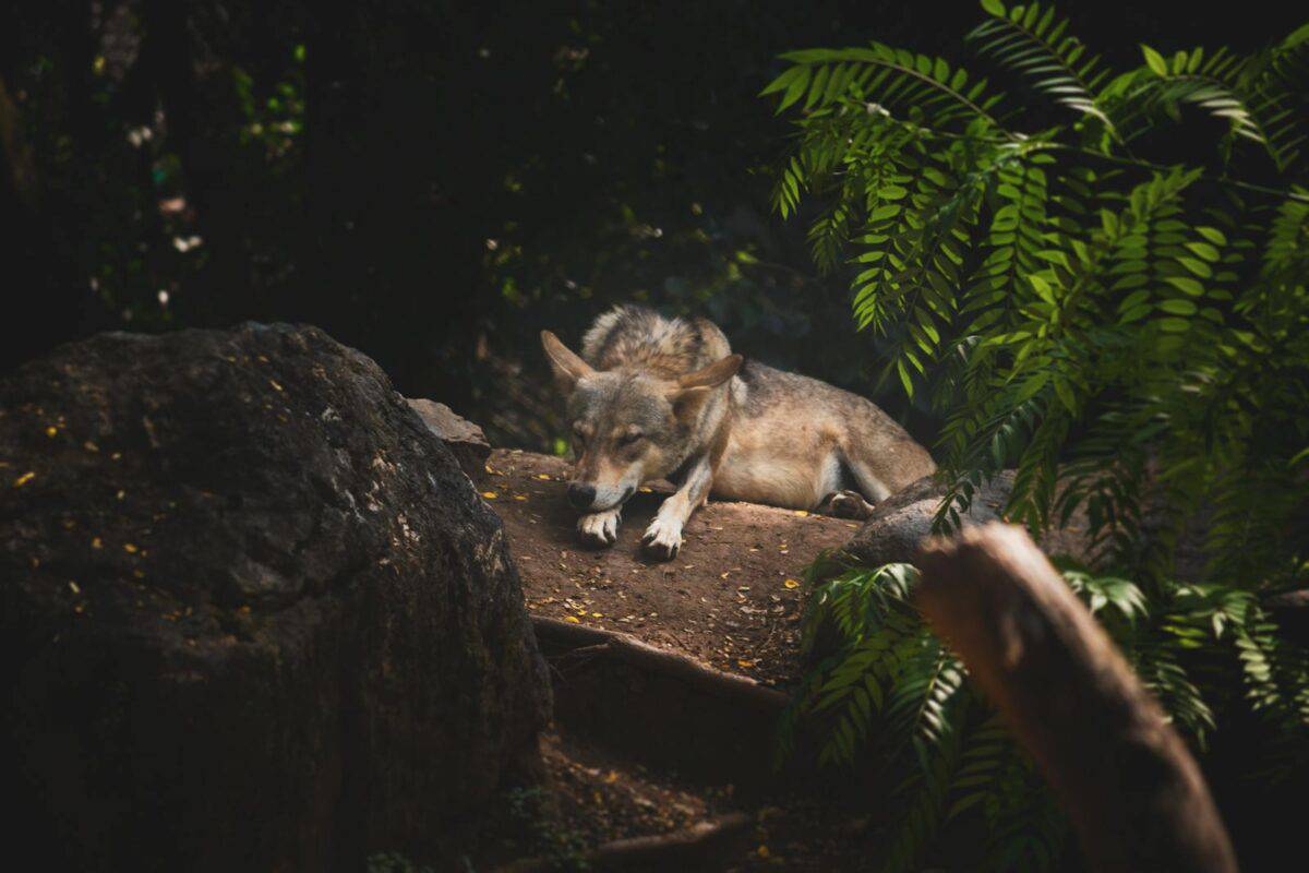 A wolf resting on the forest ground surrounded by foliage and rocks in daylight.