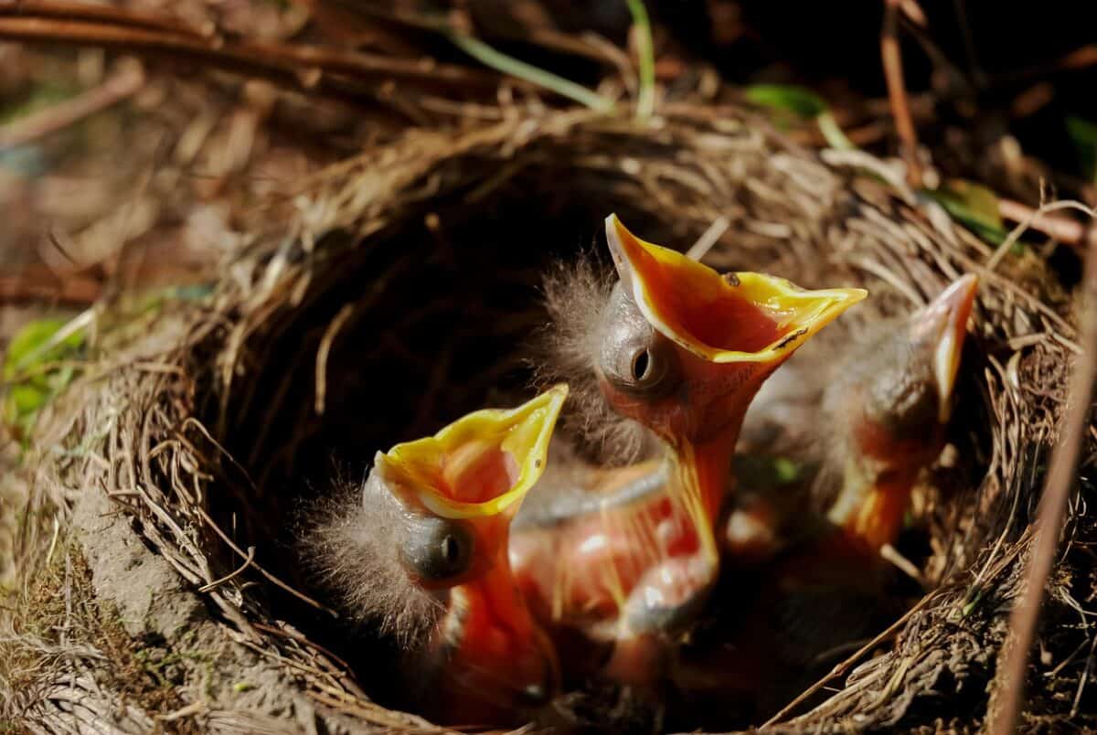 nest, chicks, bird nest, family, brood, feathers, small, nest, nest, nest, nest, nest, bird nest, bird nest, bird nest, brood, brood, brood