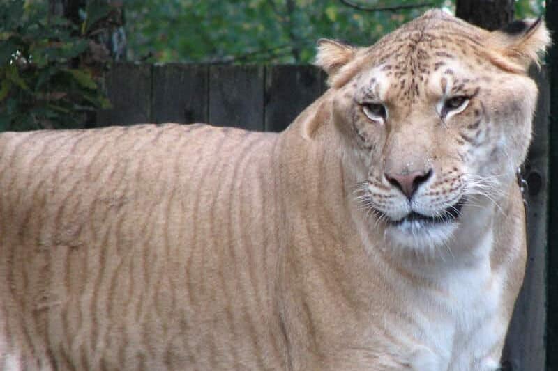 A liger standing confidently, showcasing its massive size and powerful build, a hybrid between a lion and a tiger