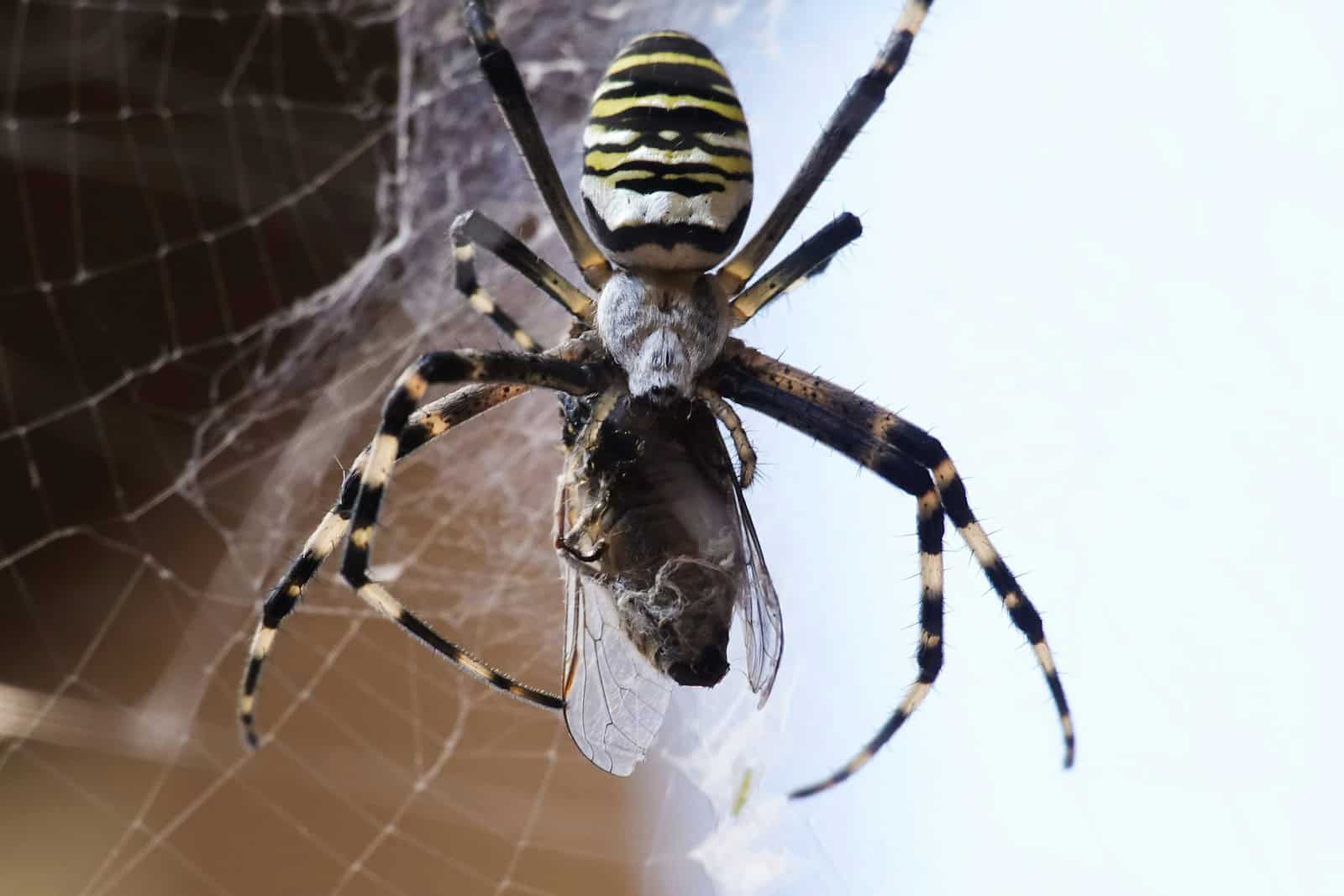 12 Spiders Known for Their Unique Web Designs - Animals Around The Globe