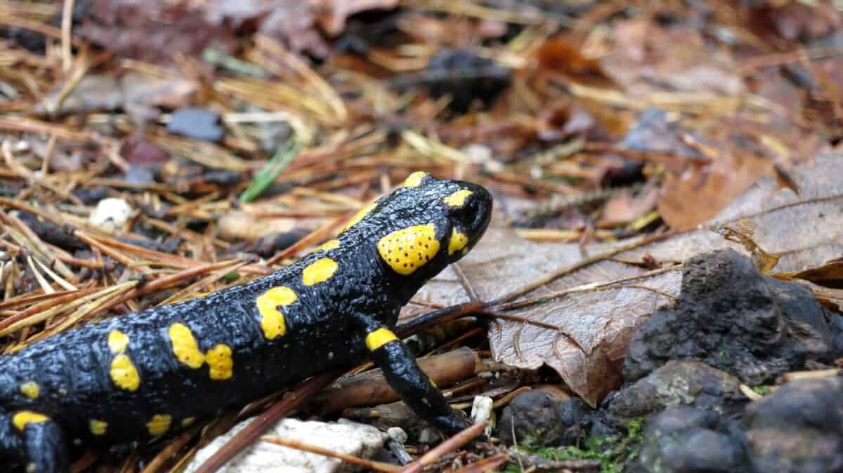 a close up of a black and yellow lizard on the ground