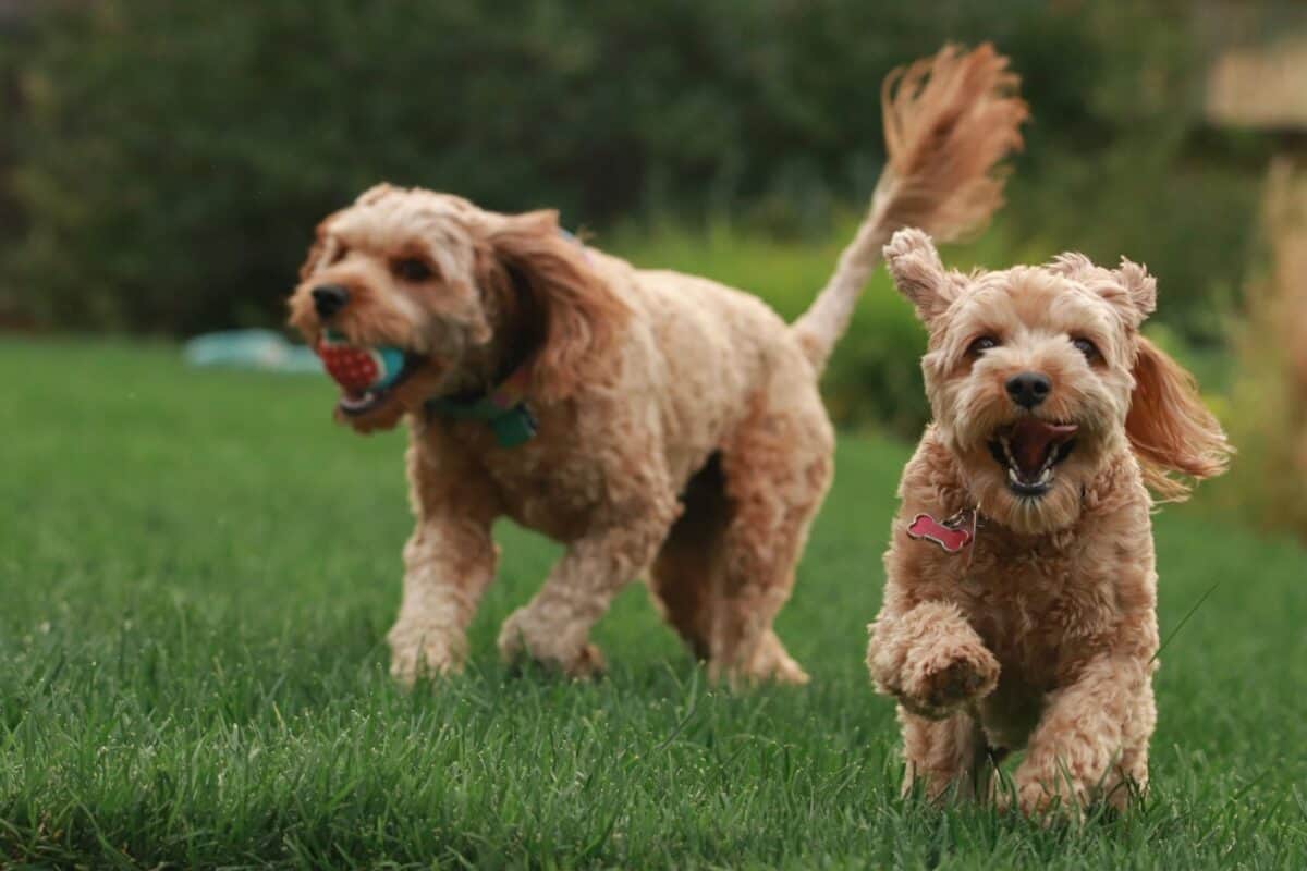 Dogs Playing