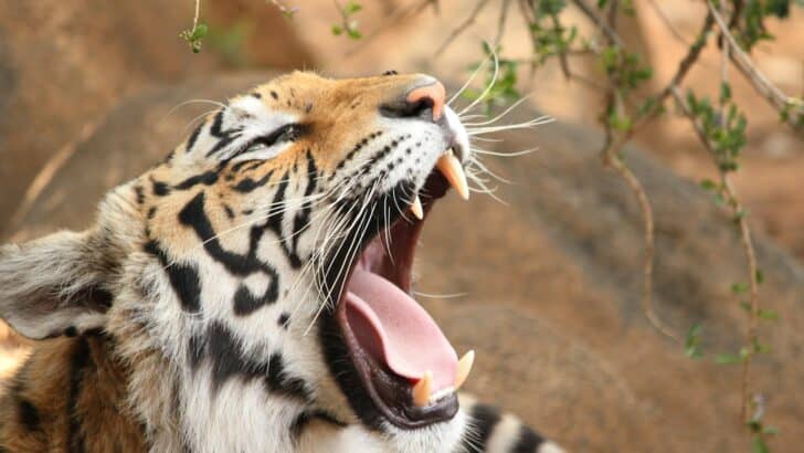 How You Can Help in the Fight Against Wildlife Trafficking