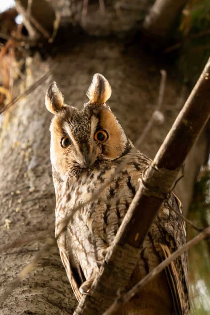 Intimate close-up of a long-eared owl (Asio otus) perched in a forest setting.