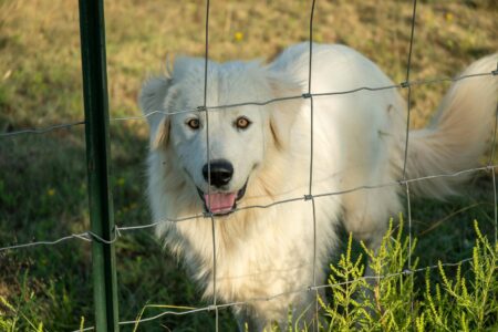 11 Dog Breeds That Are Surprisingly Independent