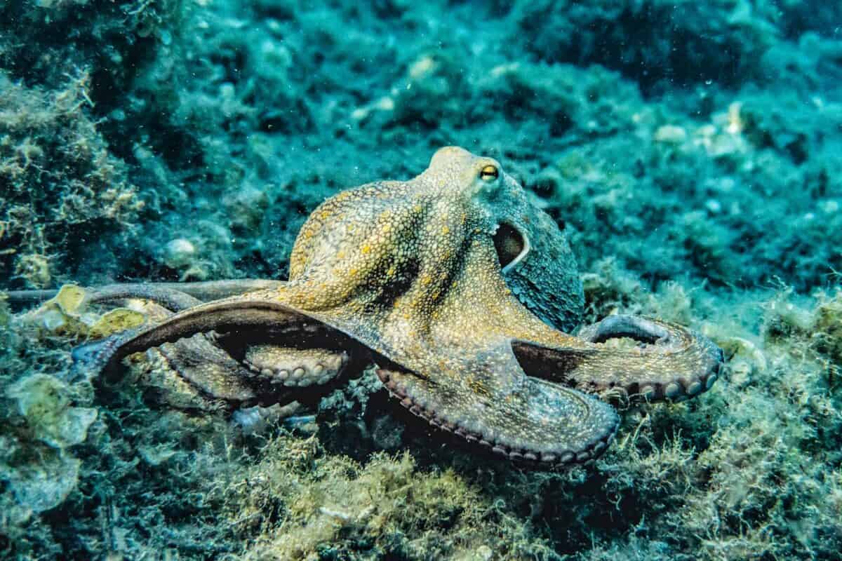 An octopus gliding across the ocean floor, showcasing its tentacles and the unique texture of its skin.