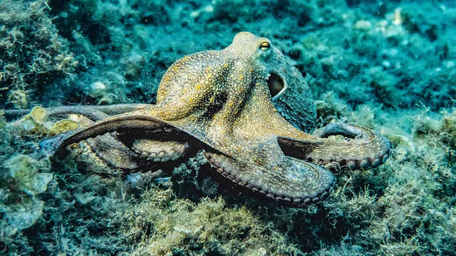 An octopus gliding across the ocean floor, showcasing its tentacles and the unique texture of its skin.