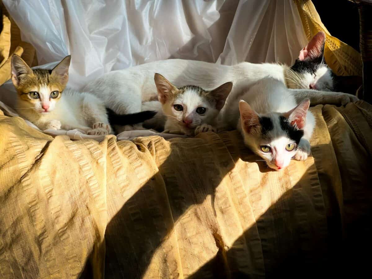 Four cats lounging on a sunlit chair with a relaxed and cozy vibe.