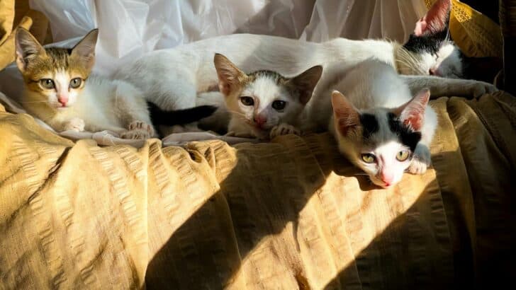 13 Rare Cat Breeds You Didn&rsquo;t Know Existed