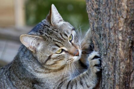 17 Signs That Show Your Cat is Stressed