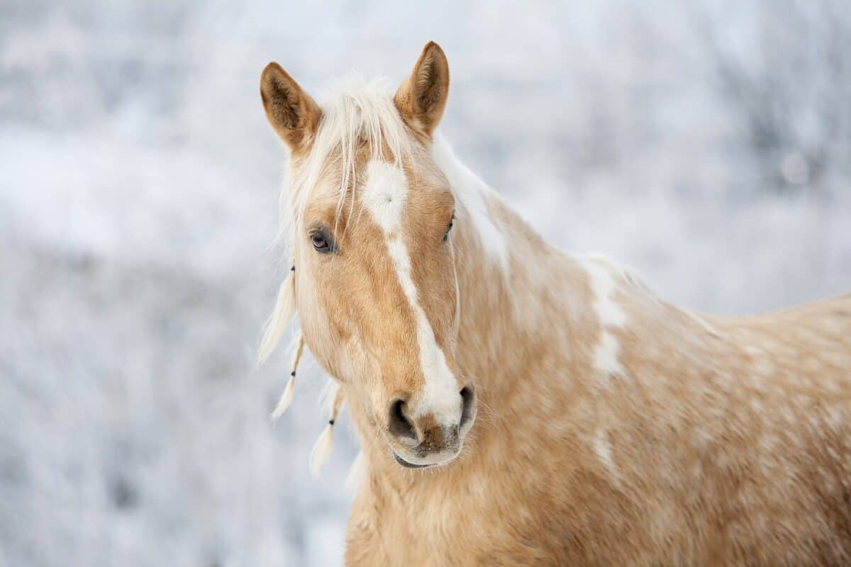 horse, gelding, stallion, mane, nature, animal, pony, mare, head, palomino, horse wallpaper, horse, horse, horse, horse, horse