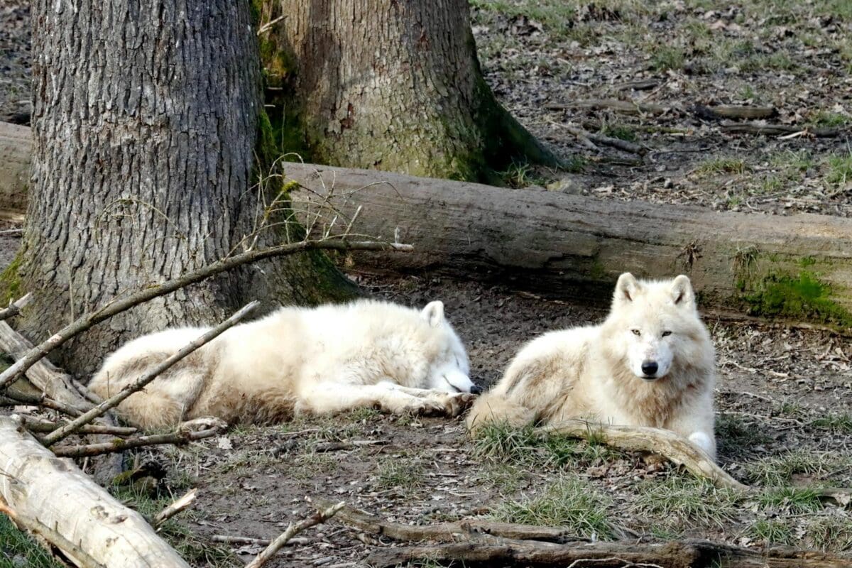 Two arctic wolves relaxing in a serene forest, showcasing wildlife tranquility.