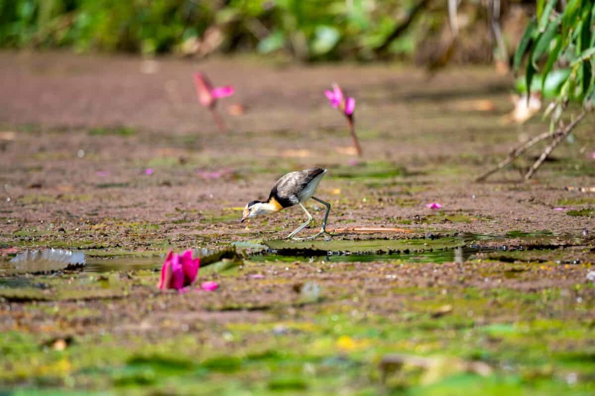 Birds in Wetlands