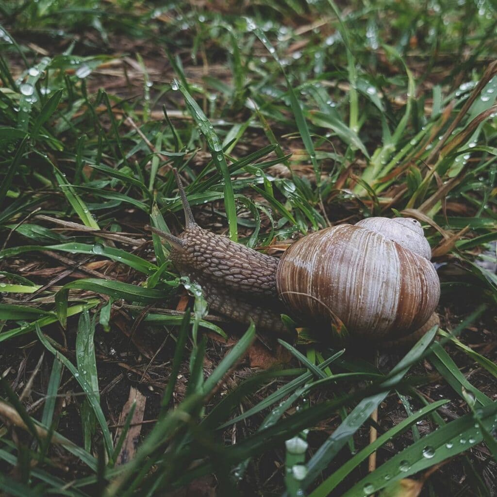 12 Lebewesen, die mit nur einem Biss töten können - Tiere rund um den ...