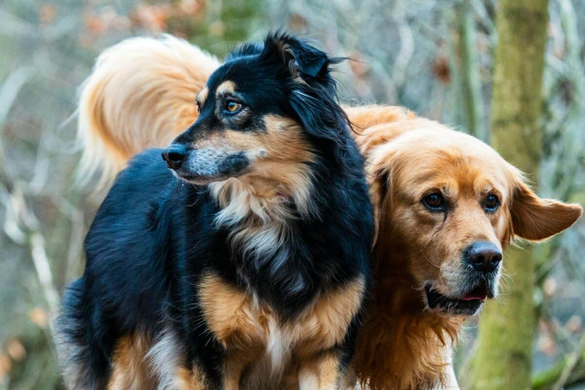 Two dogs, a Golden Retriever and a Collie mix, standing outdoors in a forest.