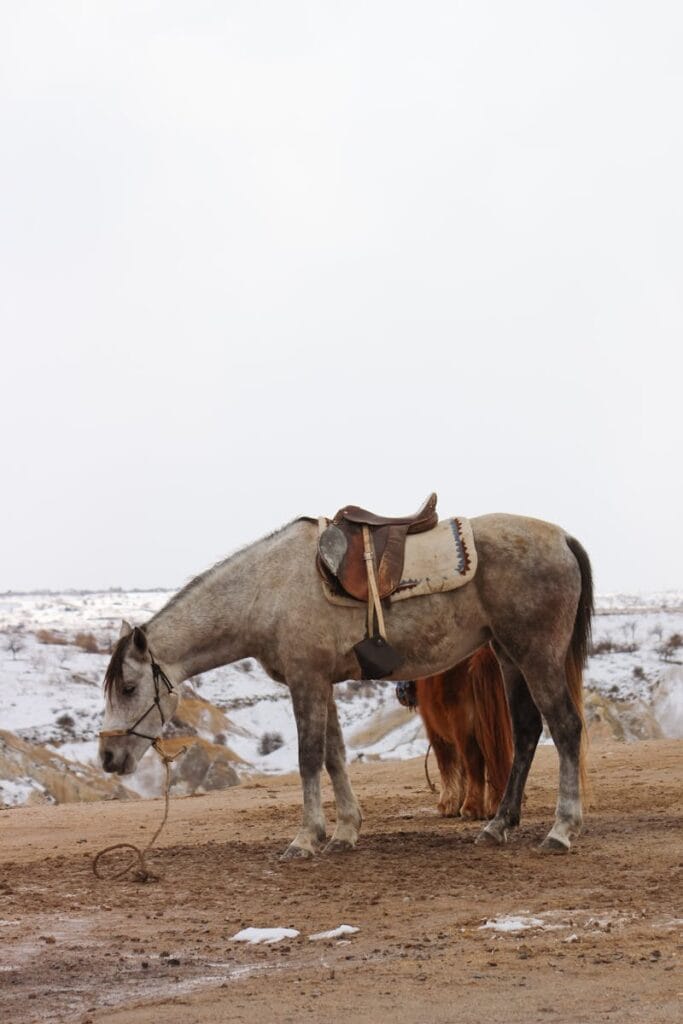 A saddled horse stands peacefully in the wintery scenery of Cappadocia, Turkey.