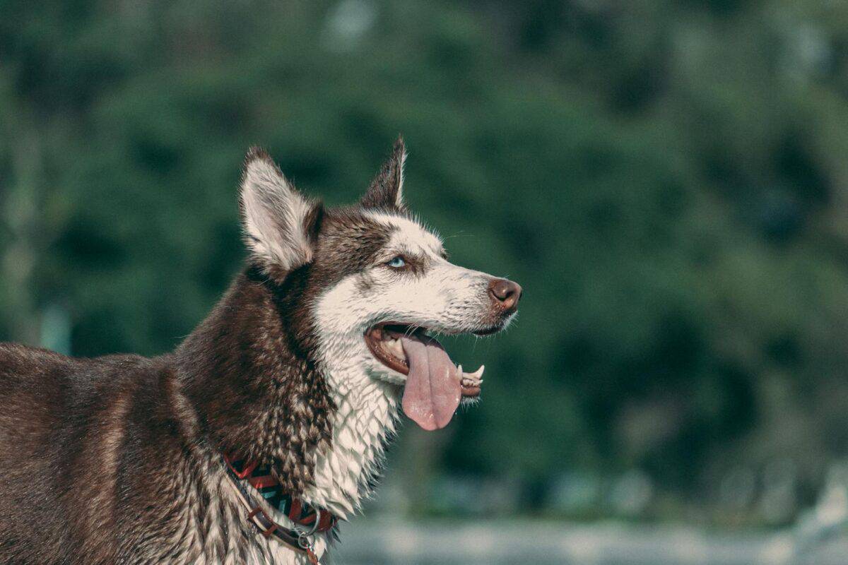 Close-up of a Siberian Husky dog in a natural setting in Mexico City with tongue out showcasing its playful demeanor.