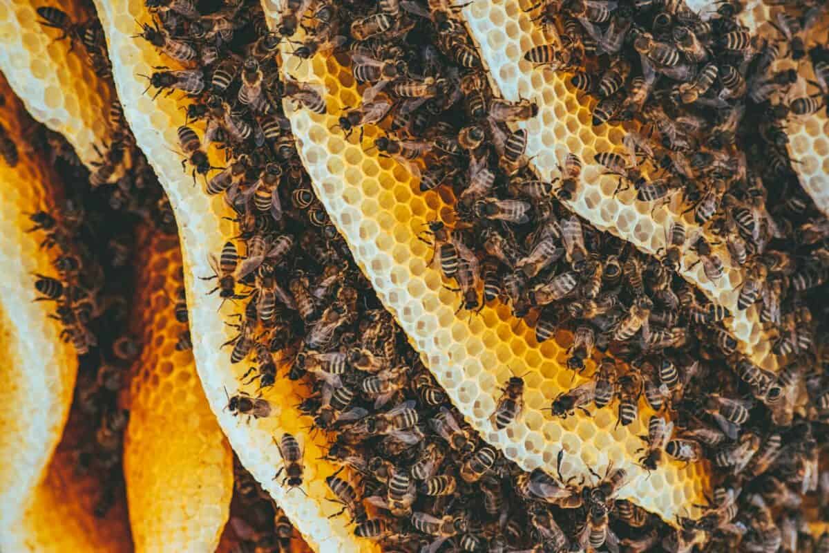 A close-up of a bee colony on honeycomb, with numerous bees busily working together, showcasing their vibrant yellow and black bodies.