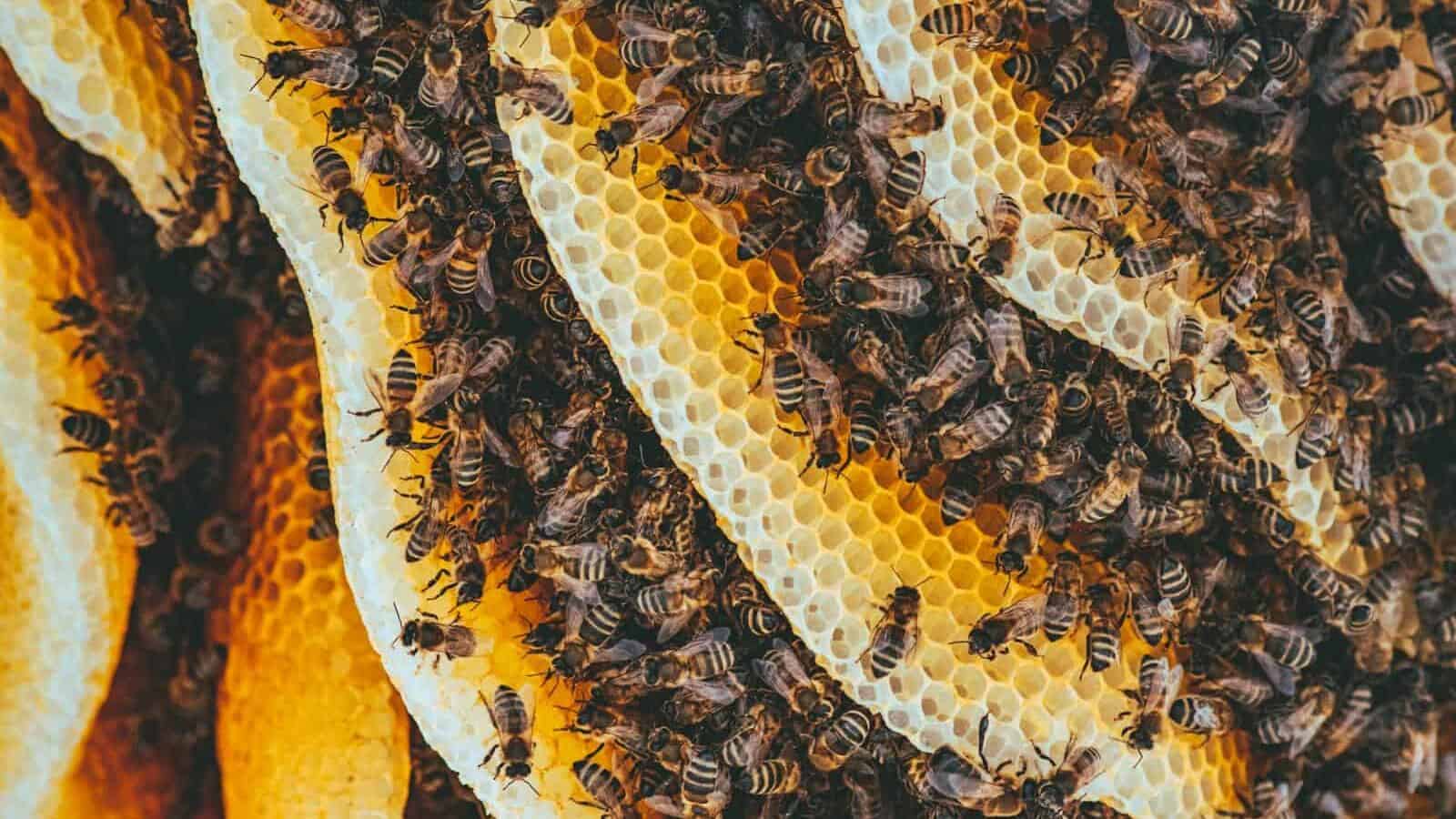 A close-up of a bee colony on honeycomb, with numerous bees busily working together, showcasing their vibrant yellow and black bodies.