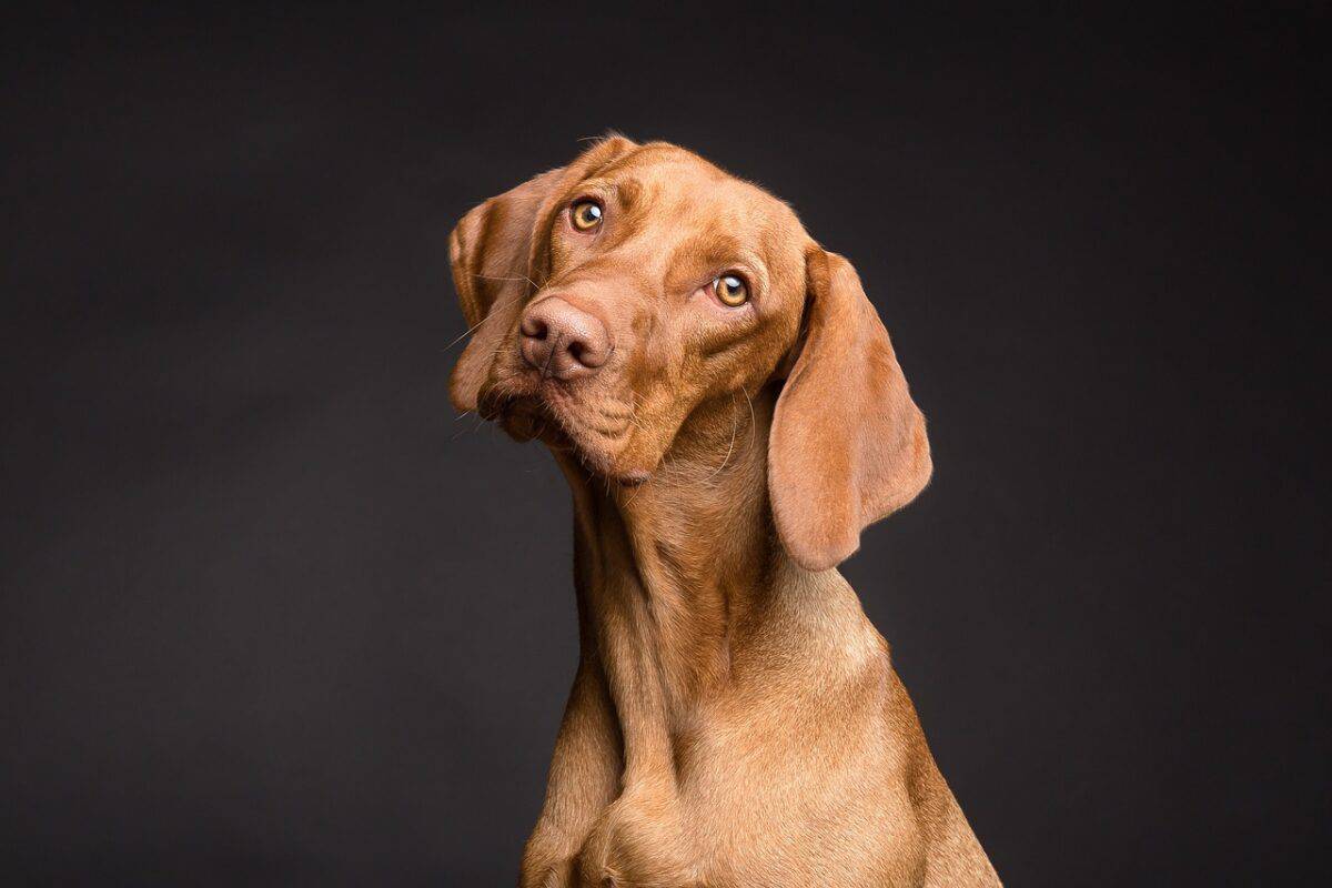 dog, pet, canine, animal, fur, snout, ears, mammal, nature, dog portrait, animal world, dog, dog, dog, dog, dog