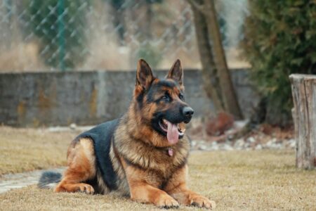 17 Popular Dog Breeds Iowa Vets Secretly Wish You&rsquo;d Stop Choosing