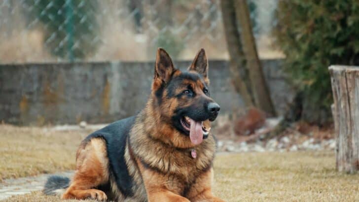 17 Popular Dog Breeds Iowa Vets Secretly Wish You’d Stop Choosing