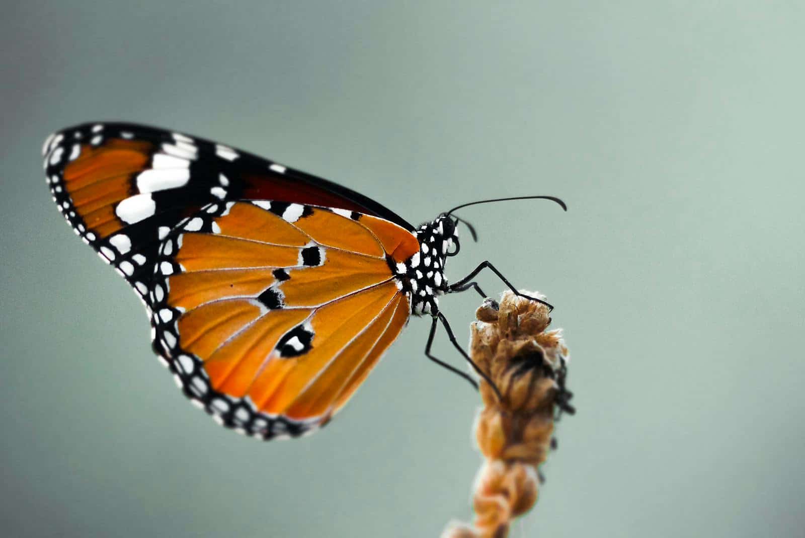 Close-up of a vibrant monarch butterfly resting on a twig against a soft background.