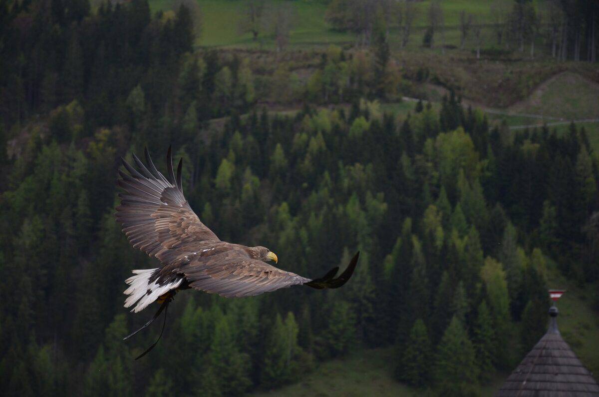 Eagle flying
