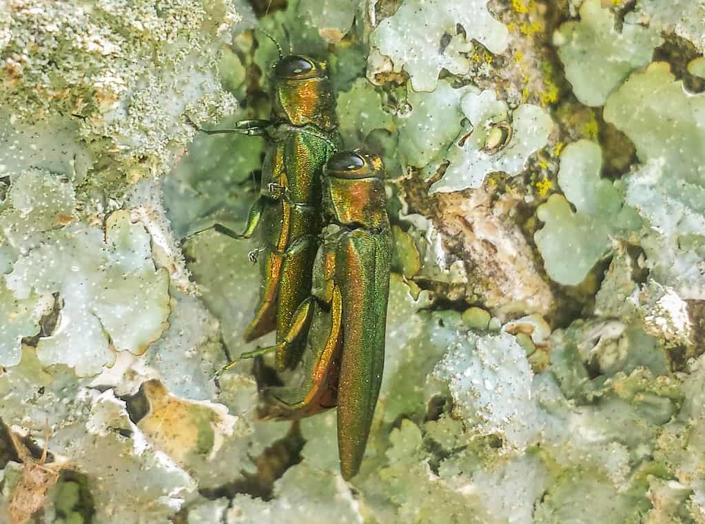 Emerald Ash Borers