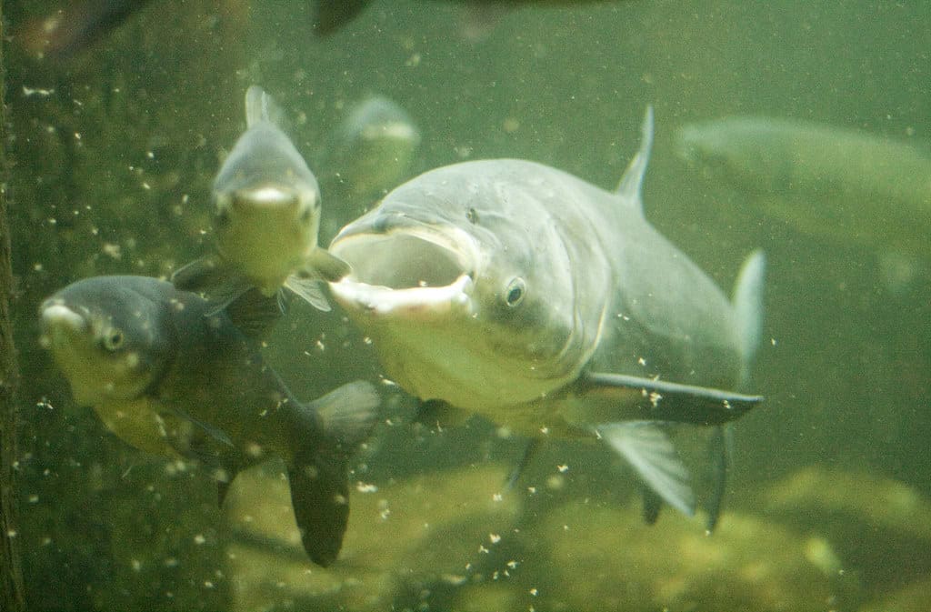 Asian Carp 