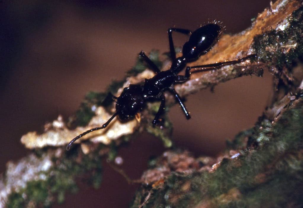 Bullet Ant