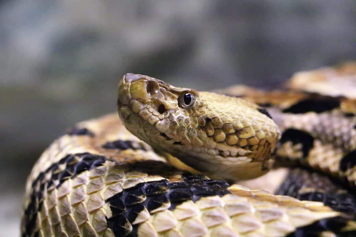snake, rattlesnake, reptile, nature, animal, venomous, poisonous, dangerous, danger, wildlife, wild, serpent, rattle, toxic, yellow, gold, skin, rough, snake, rattlesnake, rattlesnake, rattlesnake, rattlesnake, rattlesnake, serpent, serpent