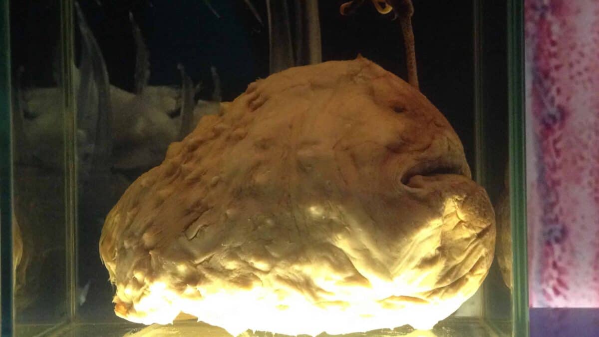 A preserved specimen of a female anglerfish, showcasing its large head and unique features, preserved in a glass container