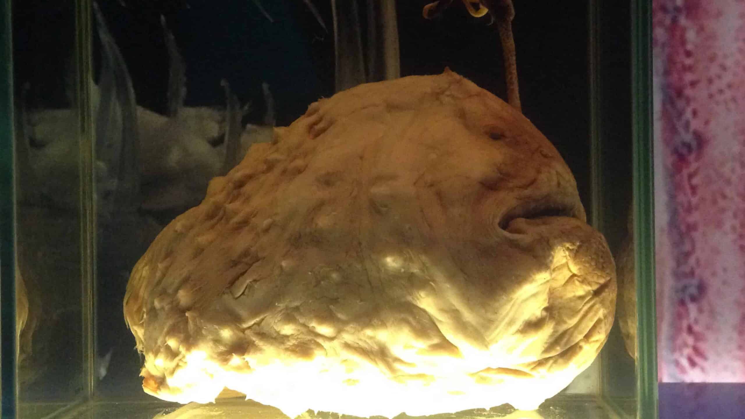 A preserved specimen of a female anglerfish, showcasing its large head and unique features, preserved in a glass container