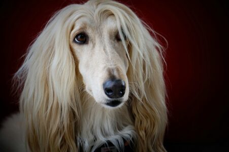 13 Dogs That Are Surprisingly Independent