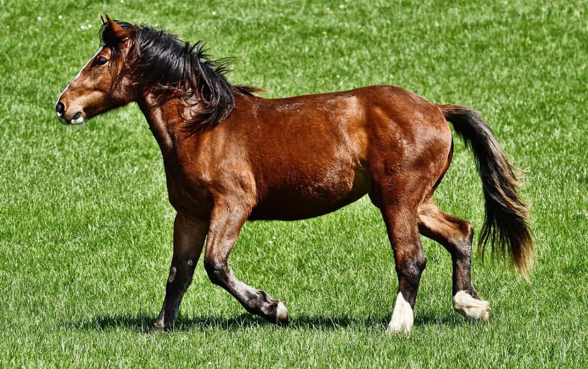 horse, animal, mammal, equestrian, pasture, species, farm, horse, nature, horse, horse, horse, horse