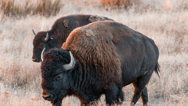 How Bison Survive Freezing Temperatures Without Shelter
