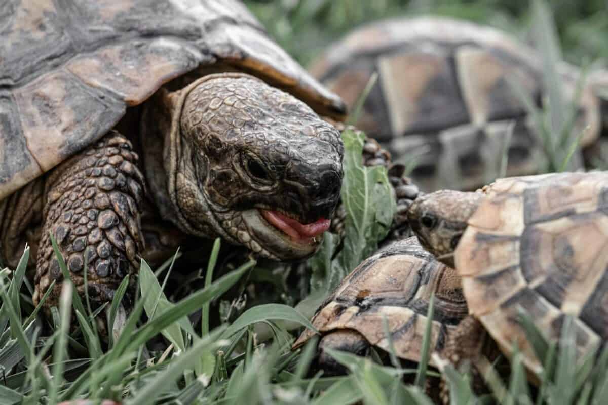 Detailed close-up of tortoises feeding on grass in Greece.