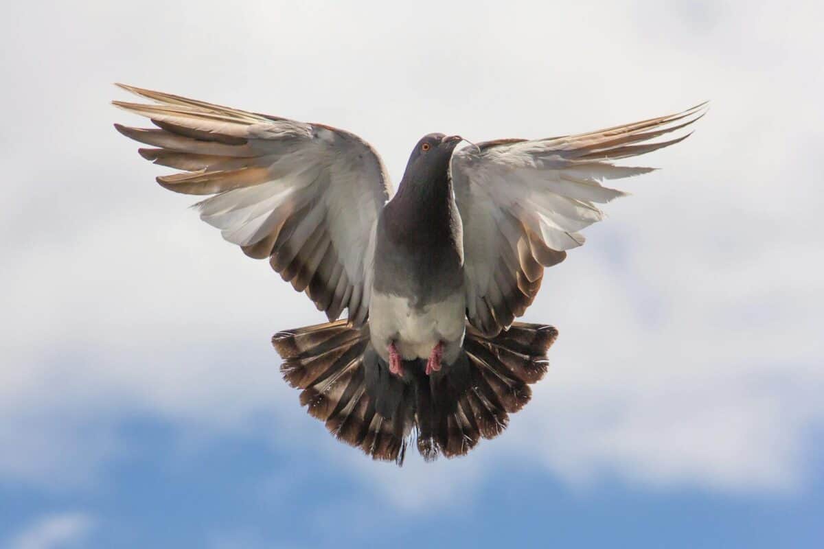 A pigeon soaring in mid-flight with its wings spread wide, displaying its vibrant feathers and graceful movement.