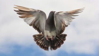 A pigeon soaring in mid-flight with its wings spread wide, displaying its vibrant feathers and graceful movement.
