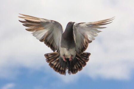 Cher Ami: The Pigeon That Saved a Battalion
