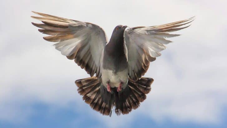Cher Ami: The Pigeon That Saved a Battalion
