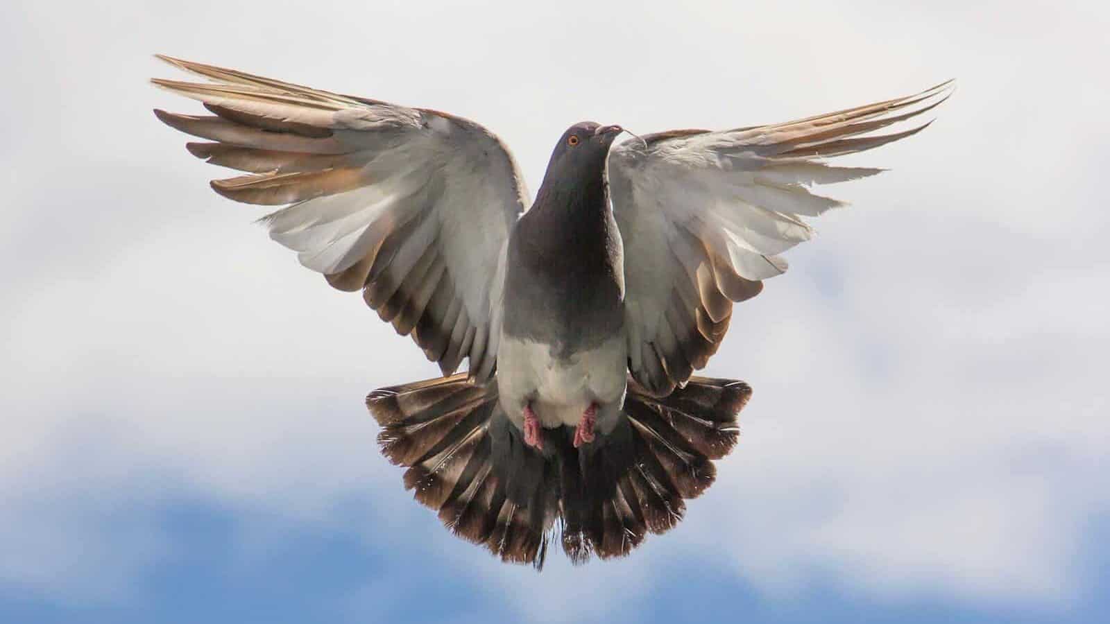 A pigeon soaring in mid-flight with its wings spread wide, displaying its vibrant feathers and graceful movement.