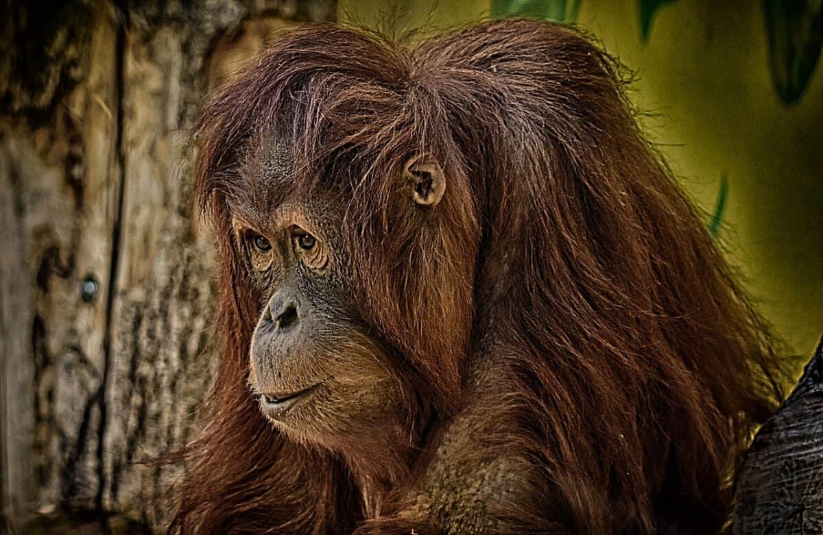 orang utan, ape, nature, cute, fun, zoo, animal, furry, tierpark hellabrunn, orang utan, orang utan, orang utan, orang utan, orang utan