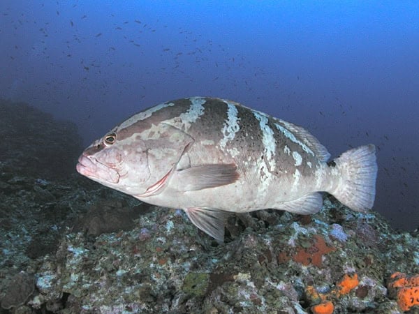 Nassau Grouper