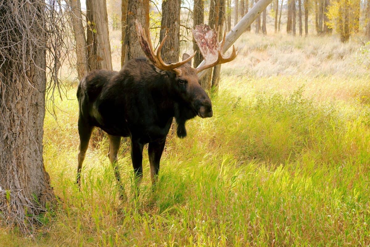 bull moose, moose, elk, animal, mammal, antler, forest, nature, wild, bull, wildlife, summer, grand, teton, national, park, wyoming, outdoor, gros ventre, outdoors, landscape, moose, moose, moose, moose, moose