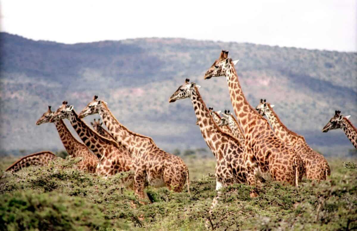 A group of giraffes standing tall against the backdrop of the savannah, their long necks and distinctive patterns clearly visible.