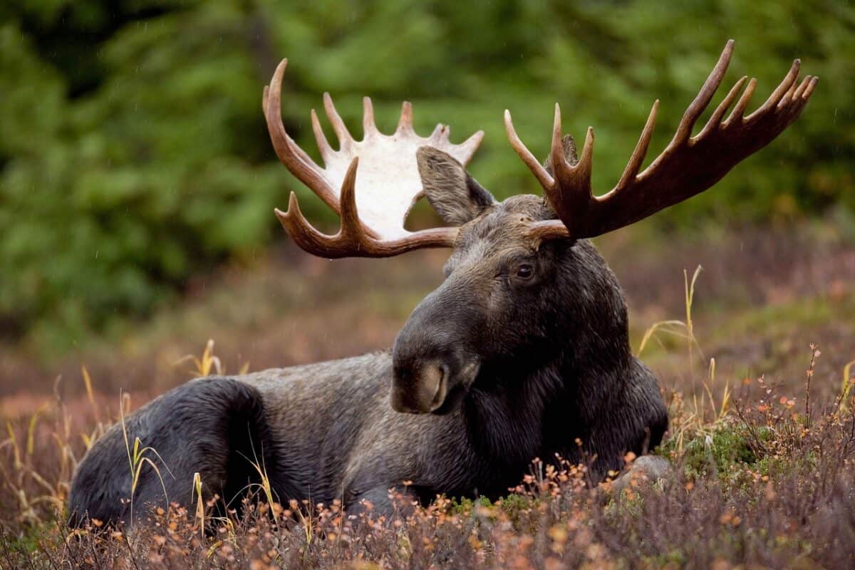 mammal, animal, bull, elk, moose, deers, animals, fauna, moose, nature, moose, moose, moose, moose